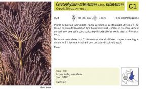 Flora Pagina 062 B.jpg