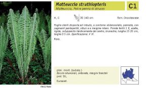 Flora Pagina 036 B.jpg