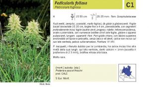 Flora Pagina 166 A.jpg