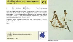 Flora Pagina 047 A.jpg