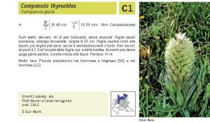 Flora Pagina 181 B.jpg