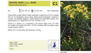 Flora Pagina 193 B.jpg