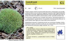 Flora Pagina 020 B.jpg