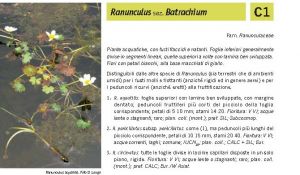 Flora Pagina 074 B.jpg