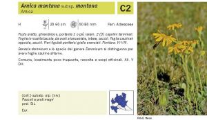 Flora Pagina 191 B.jpg