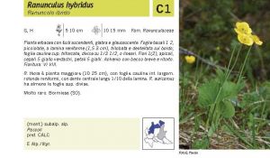 Flora Pagina 071 A.jpg