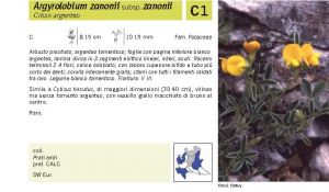 Flora Pagina 105 A.jpg