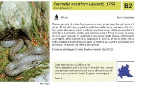 Fauna Pagina 316 B.jpg