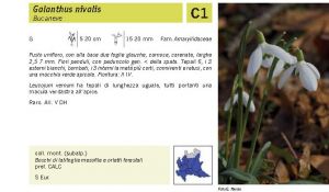 Flora Pagina 225 B.jpg