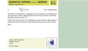 Flora Pagina 033 A.jpg