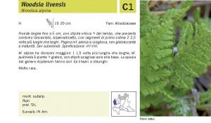 Flora Pagina 035 A.jpg