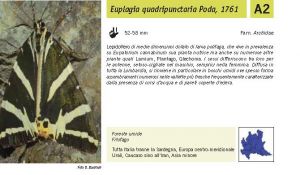 Fauna Pagina 300 A.jpg