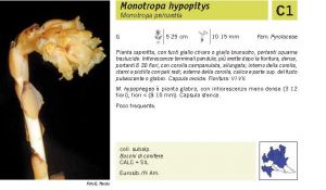 Flora Pagina 132 A.jpg