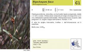 Flora Pagina 256 A.jpg