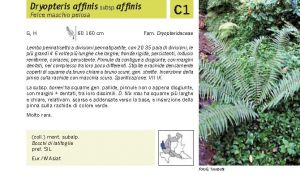 Flora Pagina 037 A.jpg