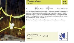 Flora Pagina 044 A.jpg