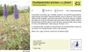 Flora Pagina 162 B.jpg