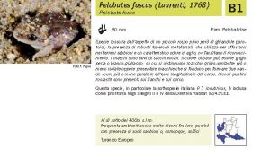 Fauna Pagina 308 A.jpg