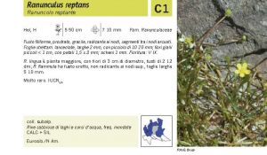 Flora Pagina 073 A.jpg