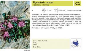 Flora Pagina 184 B.jpg