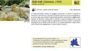 Fauna Pagina 308 B.jpg