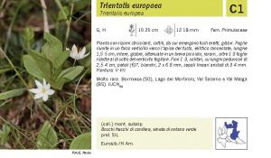 Flora Pagina 142 A.jpg