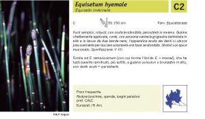 Flora Pagina 024 B.jpg