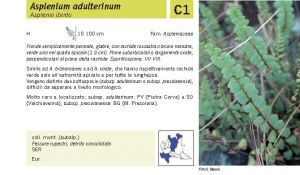 Flora Pagina 031 A.jpg