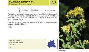 Flora Pagina 081 A.jpg