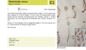 Flora Pagina 253 A.jpg