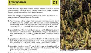 Flora Pagina 023 A.jpg