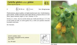 Flora Pagina 151 B.jpg