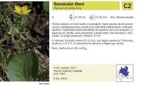 Flora Pagina 070 B.jpg