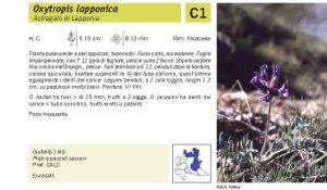 Flora Pagina 107 B.jpg