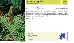 Flora Pagina 028 A.jpg