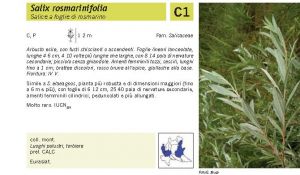 Flora Pagina 041 B.jpg