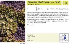 Flora Pagina 052 B.jpg