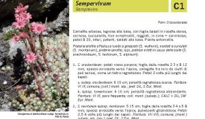 Flora Pagina 094 A.jpg