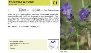 Flora Pagina 151 A.jpg