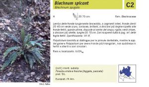 Flora Pagina 038 A.jpg