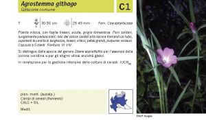 Flora Pagina 057 A.jpg