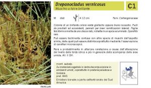 Flora Pagina 022 B.jpg