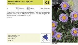 Flora Pagina 185 A.jpg