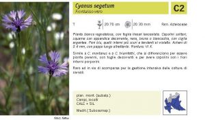 Flora Pagina 198 B.jpg