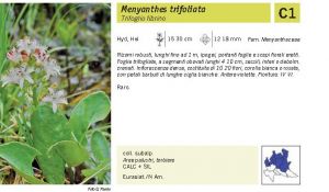 Flora Pagina 148 B.jpg