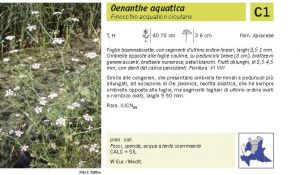 Flora Pagina 126 B.jpg