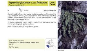 Flora Pagina 031 B.jpg