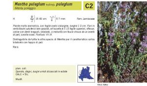 Flora Pagina 157 B.jpg