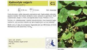 Flora Pagina 125 B.jpg