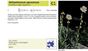 Flora Pagina 121 B.jpg